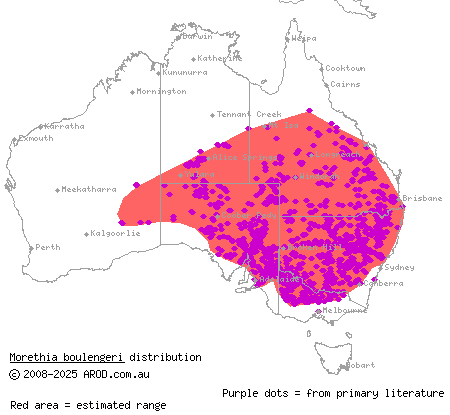 south-eastern morethia skink (Morethia boulengeri) distribution range map