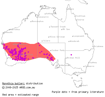 woodland morethia skink (Morethia butleri) distribution range map