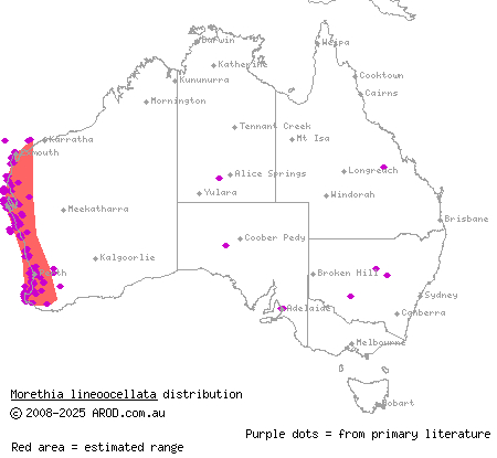 West Coast morethia skink (Morethia lineoocellata) distribution range map