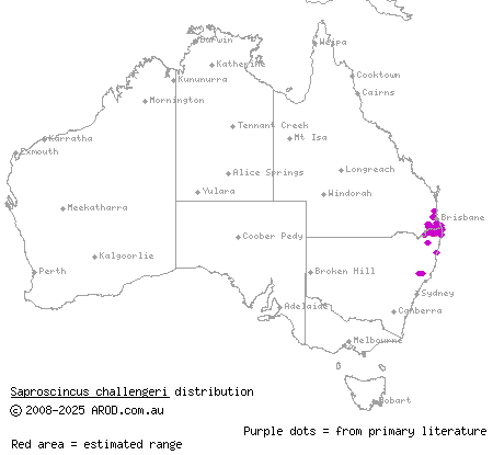 orange-tailed shadeskink (Saproscincus challengeri) distribution range map