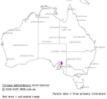 pygmy blue-tongued skink (Tiliqua adelaidensis) distribution range map