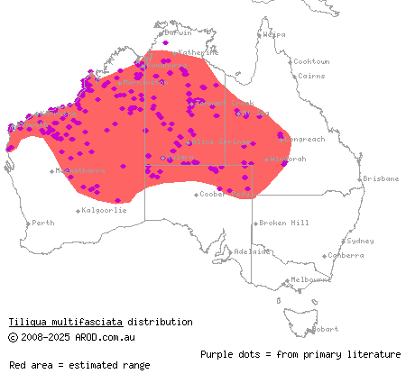 centralian blue-tongued skink (Tiliqua multifasciata) distribution range map