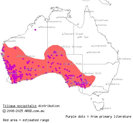 western blue-tongued skink (Tiliqua occipitalis) distribution range map