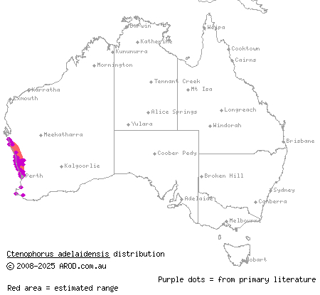 western heath dragon (Ctenophorus adelaidensis) distribution range map