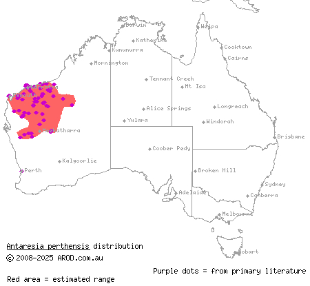 pygmy python (Antaresia perthensis) distribution range map