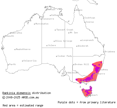 mountain dragon (Rankinia diemensis) distribution range map