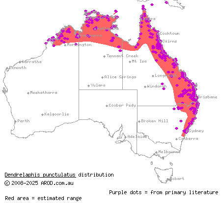 common tree snake (Dendrelaphis punctulatus) distribution range map