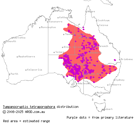 Eyrean earless dragon (Tympanocryptis tetraporophora) distribution range map