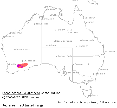 Lake Cronin snake (Paroplocephalus atriceps) distribution range map