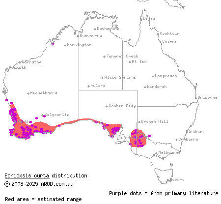 bardick (Echiopsis curta) distribution range map