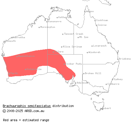 southern shovel-nosed snake (Brachyurophis semifasciatus) distribution range map