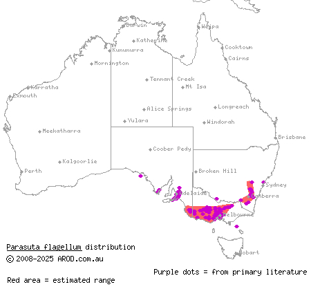 little whip snake (Parasuta flagellum) distribution range map