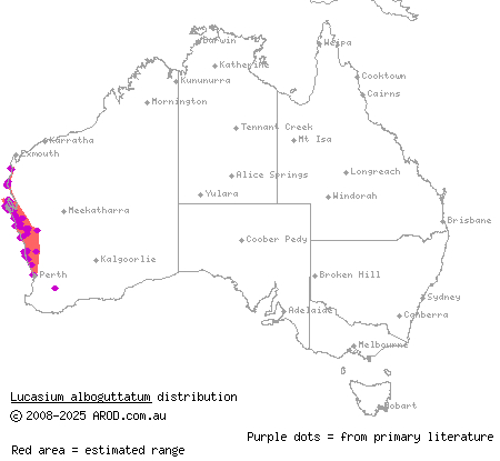 white-spotted ground gecko (Lucasium alboguttatum) distribution range map