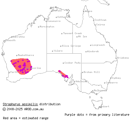 thorn-tailed gecko (Strophurus assimilis) distribution range map