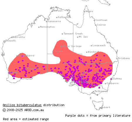 prong-snouted blind snake (Anilios bituberculatus) distribution range map