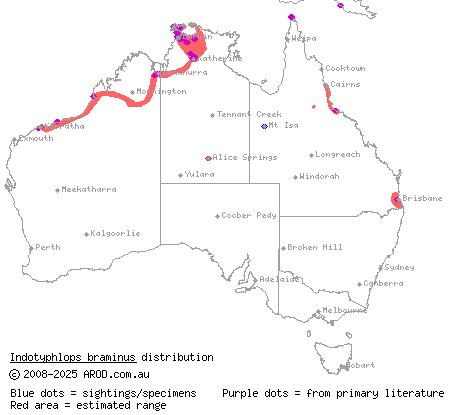 flowerpot blind snake (Indotyphlops braminus) distribution range map