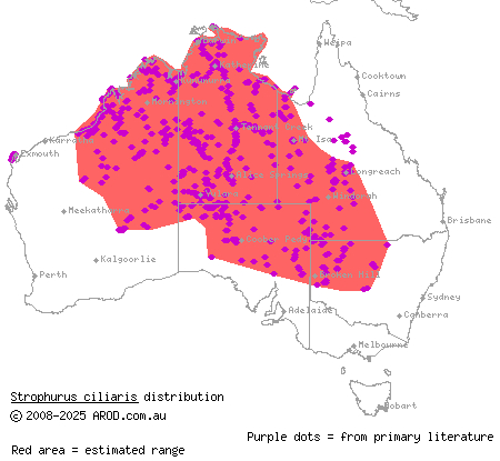 northern spiny-tailed gecko (Strophurus ciliaris) distribution range map