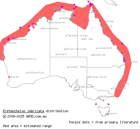 hawksbill turtle (Eretmochelys imbricata) distribution range map