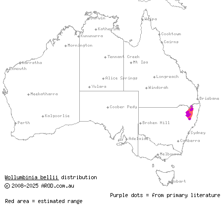 Bell's turtle (Wollumbinia bellii) distribution range map