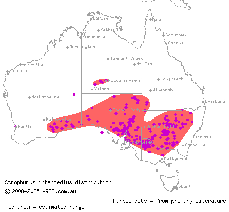 southern spiny-tailed gecko (Strophurus intermedius) distribution range map