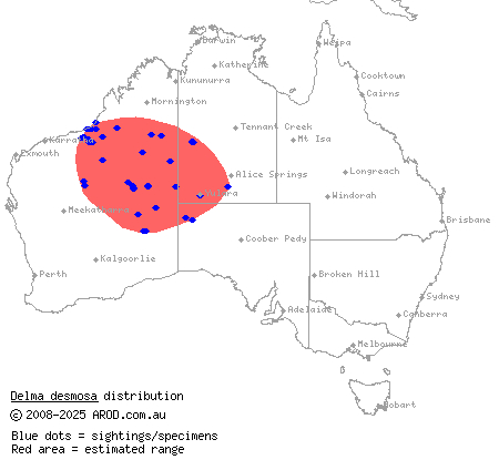 banded delma (Delma desmosa) distribution range map