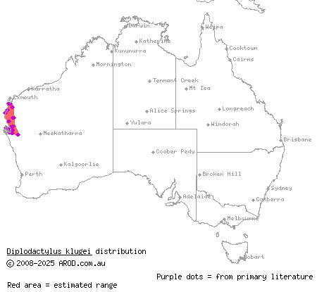 Kluge's gecko (Diplodactylus klugei) distribution range map