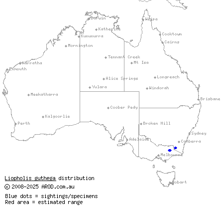 Snowy Mountains skink (Liopholis guthega) distribution range map