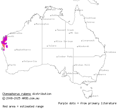 reddening sand-dragon (Ctenophorus rubens) distribution range map