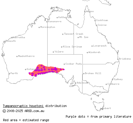 Nullarbor earless dragon (Tympanocryptis houstoni) distribution range map