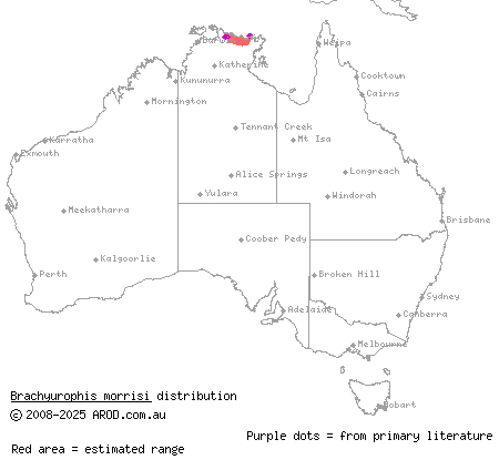 Arnhem shovel-nosed snake (Brachyurophis morrisi) distribution range map