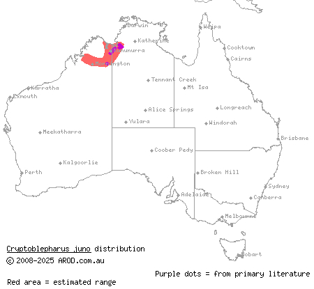 Juno's snake-eyed skink (Cryptoblepharus juno) distribution range map