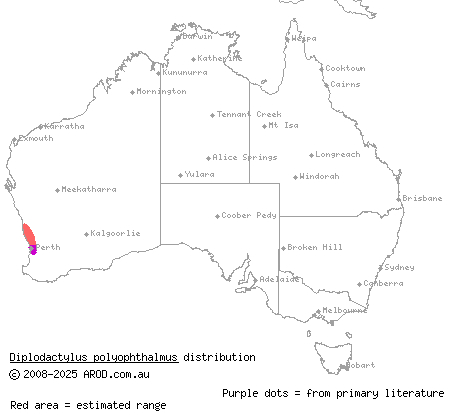 spotted sandplain gecko (Diplodactylus polyophthalmus) distribution range map