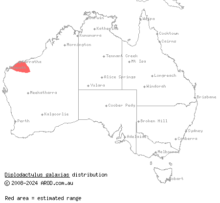northern Pilbara beak-faced gecko (Diplodactylus galaxias) distribution range map