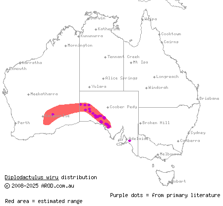 desert wood gecko (Diplodactylus wiru) distribution range map