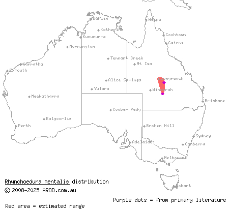 Brigalow beaked gecko (Rhynchoedura mentalis) distribution range map