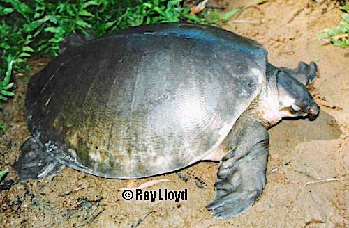 pig-nosed turtle (Carettochelys insculpta)