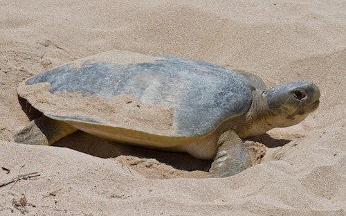 flatback turtle (Natator depressus)