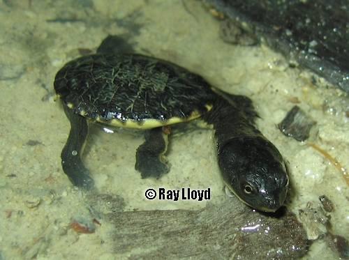 south-western long-necked turtle (Chelodina colliei)