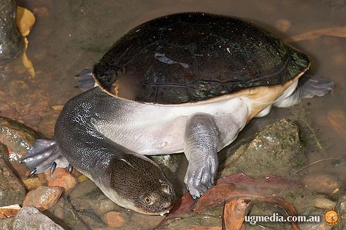 northern long-necked turtle (Chelodina oblonga)