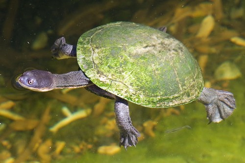flat-shelled turtle (Chelodina steindachneri)