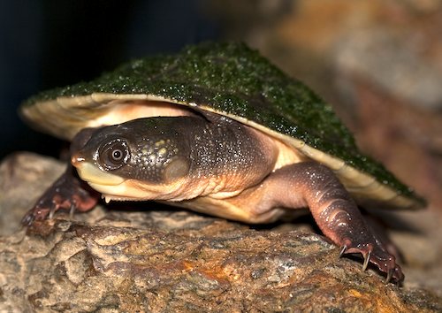 northern snapping turtle (Elseya dentata)
