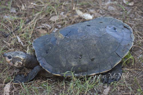 Irwin's turtle (Elseya irwini)