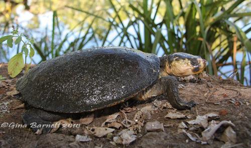 gulf snapping turtle (Elseya lavarackorum)