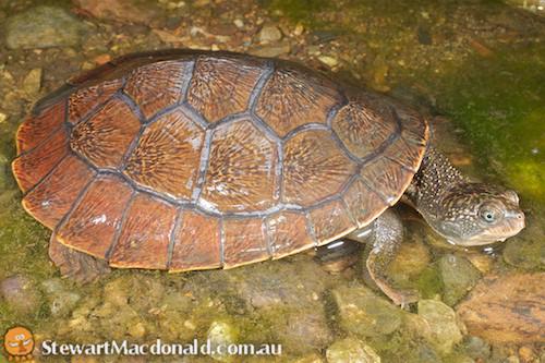 Mary River turtle (Elusor macrurus)