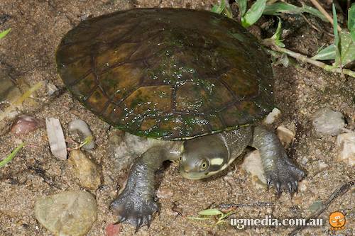 Murray River turtle (Emydura macquarii)