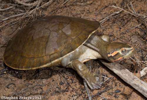 painted turtle (Emydura subglobosa)