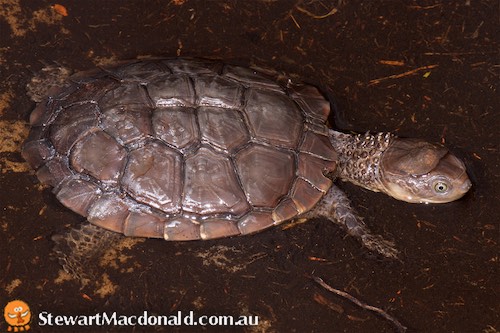 western swamp turtle (Pseudemydura umbrina)