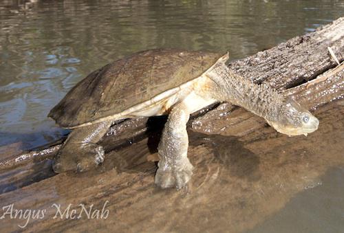 Fitzroy River turtle (Rheodytes leukops)