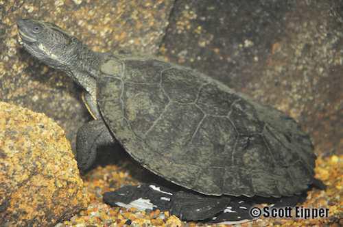 Bell's turtle (Wollumbinia bellii)